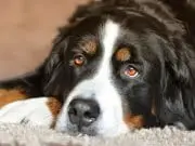 Bernese Mountain Dog Portrait of a Bernese Mountain Dog