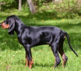 Black And Tan Coonhound Photo By: (C) Colecanstock Www.fotosearch.com