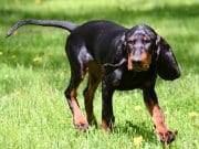 Black and Tan Coonhound playing fetch in the yardPhoto by: (c) Colecanstock www.fotosearch.com