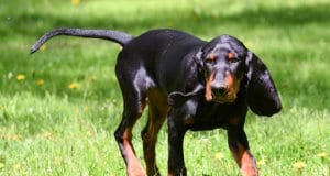 Black and Tan Coonhound playing fetch in the yardPhoto by: (c) Colecanstock www.fotosearch.com