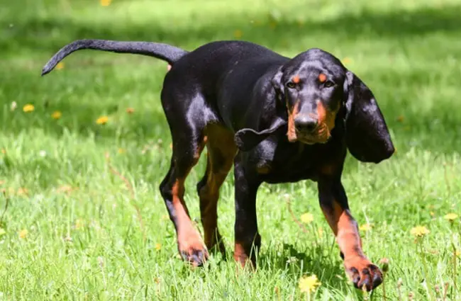 Black and Tan Coonhound playing fetch in the yardPhoto by: (c) Colecanstock www.fotosearch.com