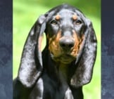 Portrait Of A Black And Tan Coonhound Photo By: (C) Colecanstock Www.fotosearch.com