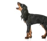 Black And Tan Coonhound Baying Photo By: (C) Colecanstock Www.fotosearch.com