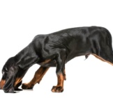 Black And Tan Coonhound Scenting Photo By: (C) Colecanstock Www.fotosearch.com