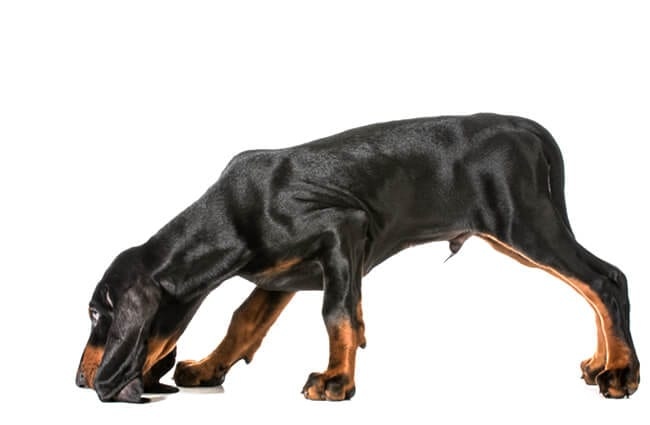 Black and Tan Coonhound scenting Photo by: (c) Colecanstock www.fotosearch.com