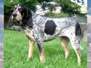 Bluetick Coonhound Portrait of a Bluetick Coonhound