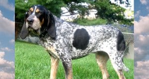 Portrait of a Bluetick Coonhound
