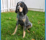 Bluetick Coonhound In The Yard