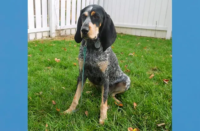Bluetick Coonhound in the yard