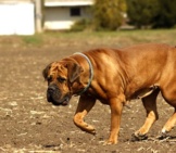 Boerboel Dog Guarding His Family's Property