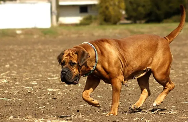 Boerboel dog guarding his family's property
