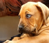 Blue-Eyed Boerboel Puppy