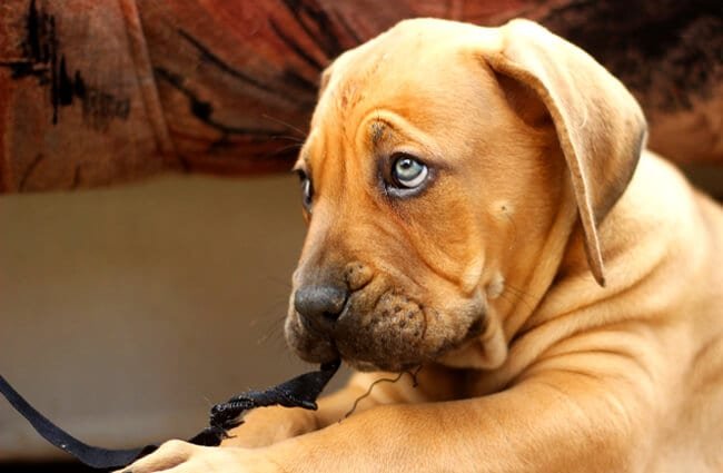 Blue-eyed Boerboel puppy