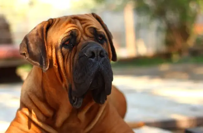 Portrait of a BoerBoel