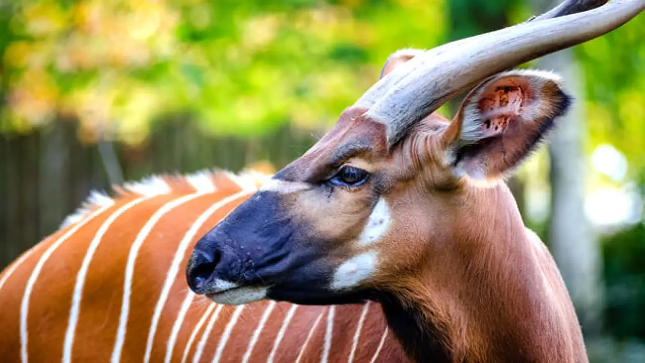 Výsledek obrázku pro bongo animal