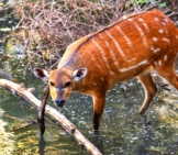 Female Bongo Wading Into The Creek