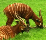 A Pair Of Bongos Grazing And Resting In The Grassy Meadow