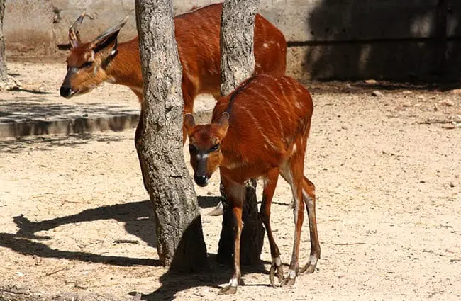 Mother Bongo and her calf