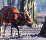 Bongo Stretching In The Winter Woods Photo By: Eric Kilby Https://Creativecommons.org/Licenses/By-Sa/2.0/