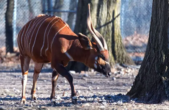 Bongo stretching in the winter woods Photo by: Eric Kilby https://creativecommons.org/licenses/by-sa/2.0/