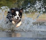 Border Collie Racing Through The Water