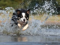 Border Collie racing through the water