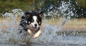 Border Collie racing through the water