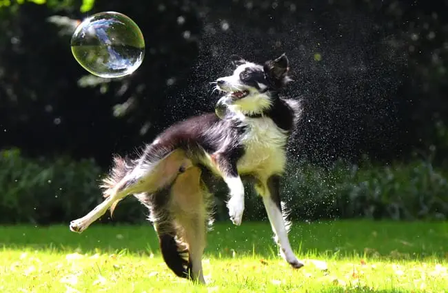 Border Collie chasing bubbles!
