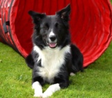 Border Collie Posing At The Exit To An Agility Dog Tunnel