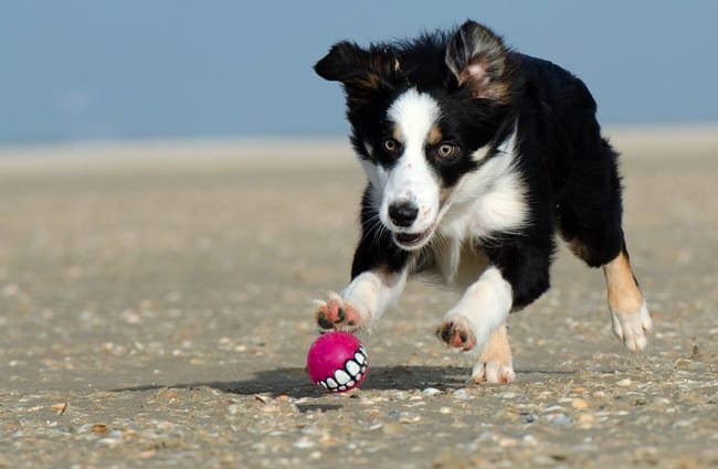 Border Collie puppy chasing a tiny ball
