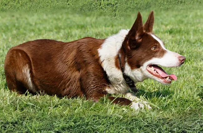 Red and white Border Collie 