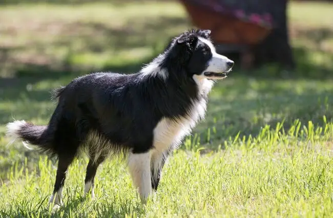 Portrait of a Border Collie in a field