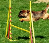 Border Terrier On The Agility Course