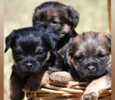 A Basket Of Border Terrier Puppies