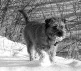 Border Terrier Playing In The Snow