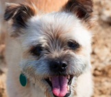 Closeup Of A Border Terrier&#039;S Cute Little Face