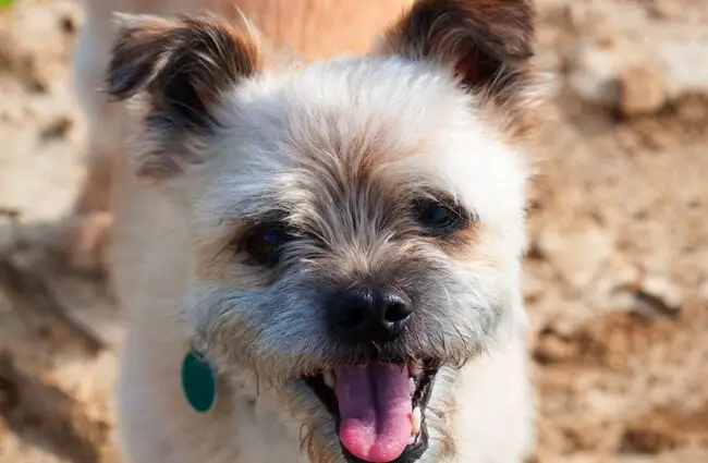 Closeup of a Border Terrier&#039;s cute little face