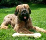Briard Dog With His Chew Bone