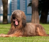 Beautiful Young Briard In The Yard Photo By: (C) Pavelshlykov Www.fotosearch.com