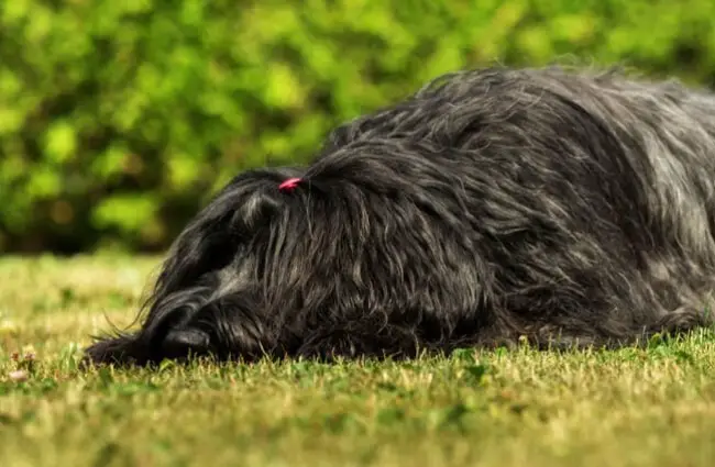 Full-coated black Briard dog on the grass Photo by: (c) SandraFotodesign www.fotosearch.com