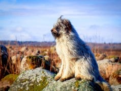Pale yellow Briard dog keeping watchPhoto by: (c) DragoNika www.fotosearch.com