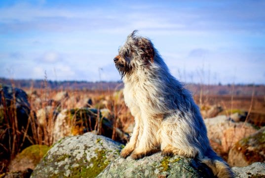 Pale yellow Briard dog keeping watchPhoto by: (c) DragoNika www.fotosearch.com