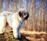 Briard Ever Watchful In The Country Photo By: (C) Dragonika Www.fotosearch.com