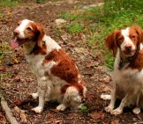 A Pair Of Brittany Spaniels Posing In The Yard