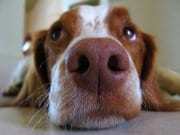Brittany Closeup of a Brittany's snout.