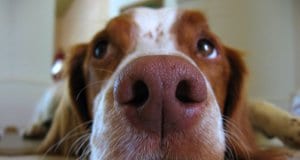 Closeup of a Brittany's snout.