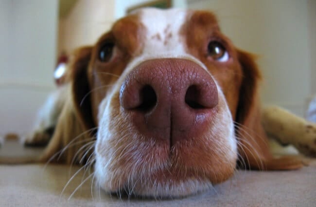 Closeup of a Brittany&#039;s snout.