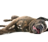 Brindle Cane Corso Lounging On The Floor.photo By: (C) Cynoclub Www.fotosearch.com