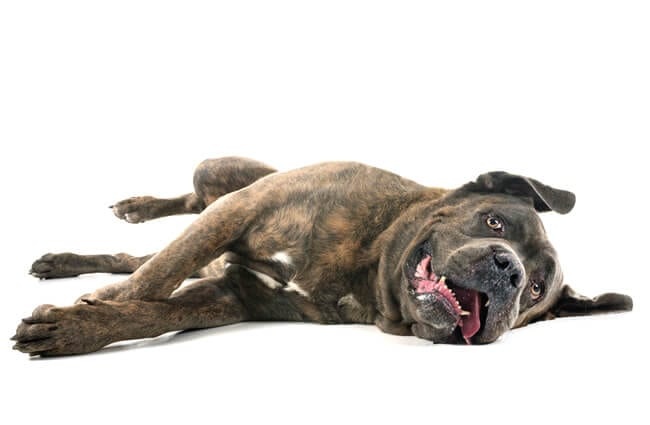 Brindle Cane Corso lounging on the floor.Photo by: (c) cynoclub www.fotosearch.com