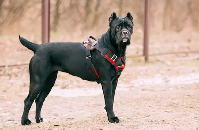 Young black Cane Corso dog.Photo by: (c) ryhor www.fotosearch.com